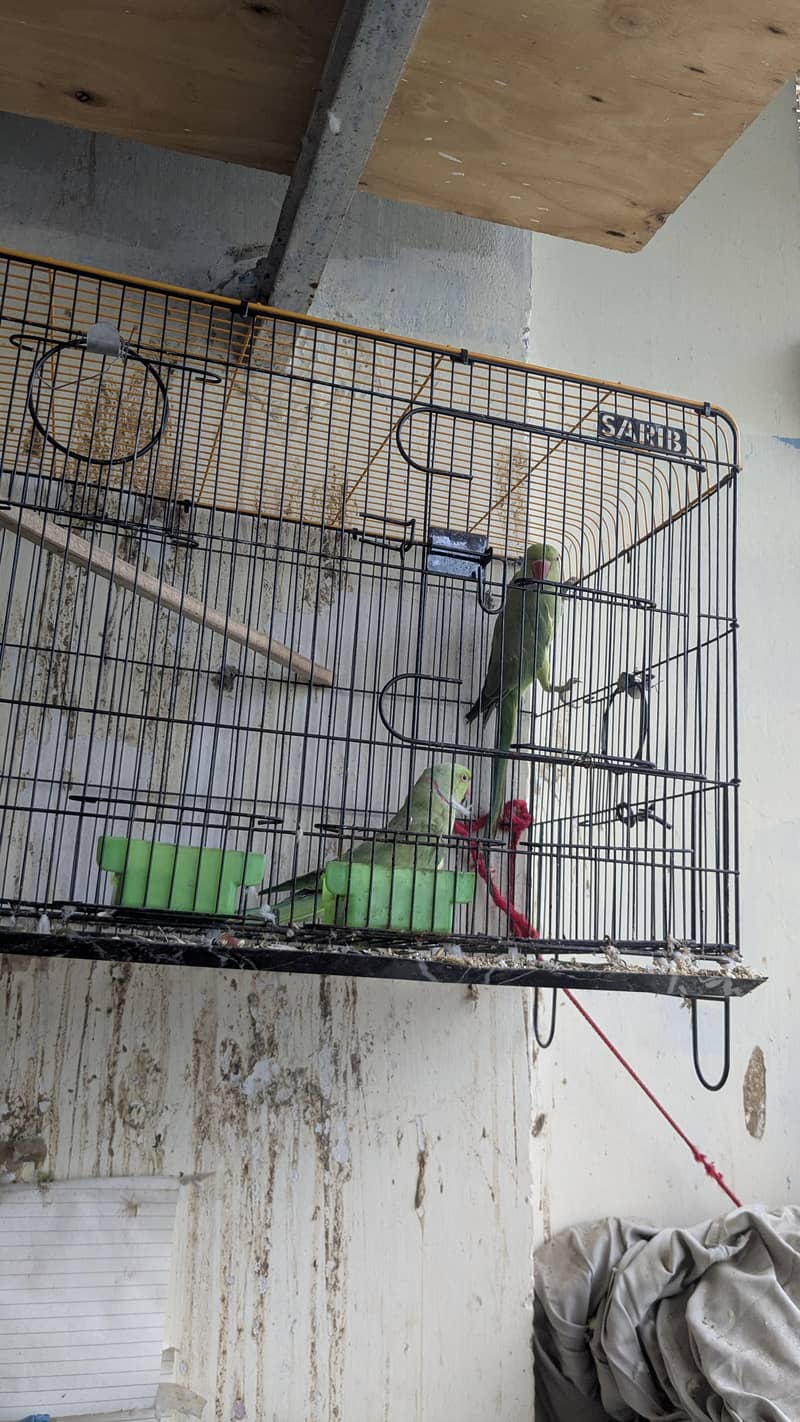breeder ringnack pair good quality 4