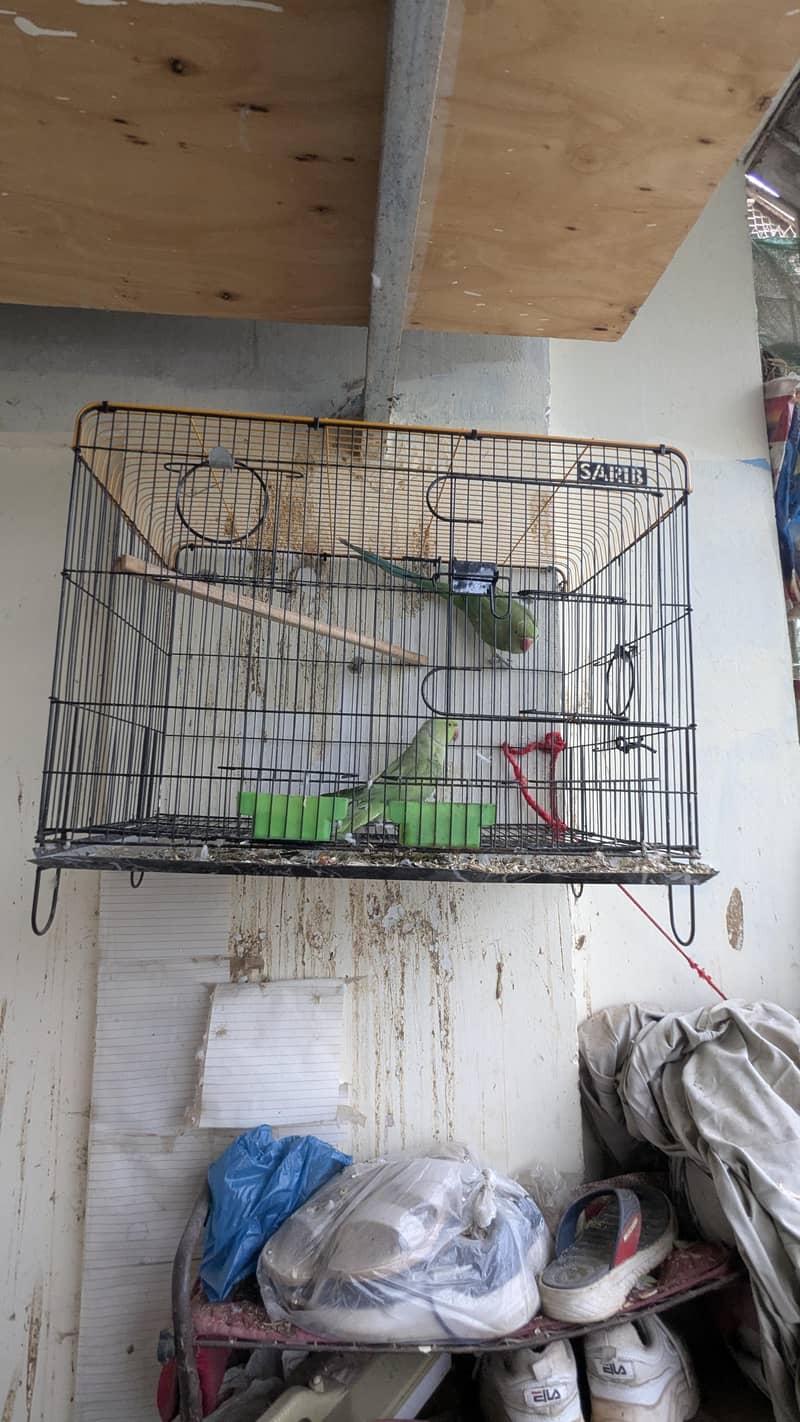 breeder ringnack pair good quality 5