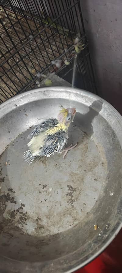 cocktail hand feed chick
