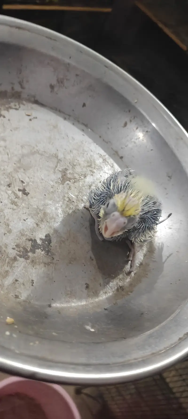 cocktail hand feed chick — photo 2