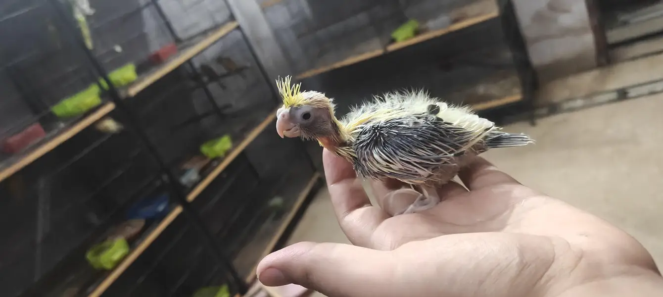 cocktail hand feed chick — photo 3