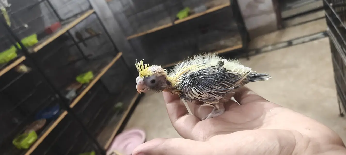 cocktail hand feed chick — photo 4