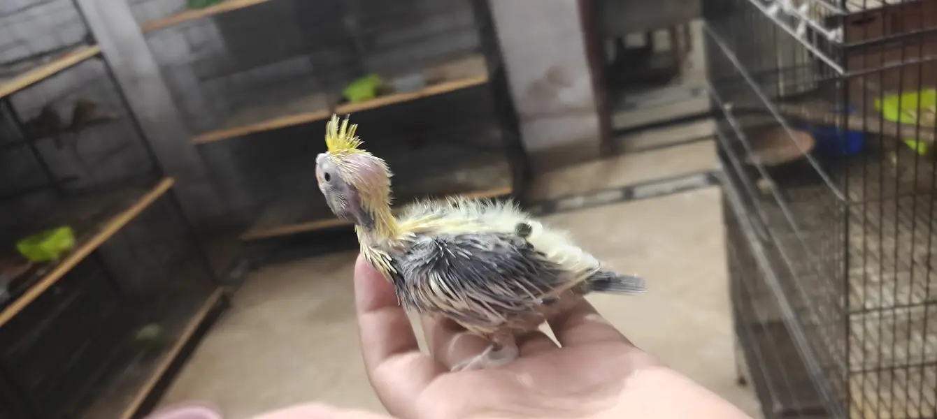 cocktail hand feed chick — photo 5