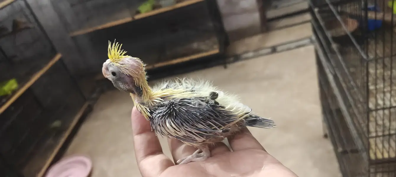 cocktail hand feed chick — photo 6