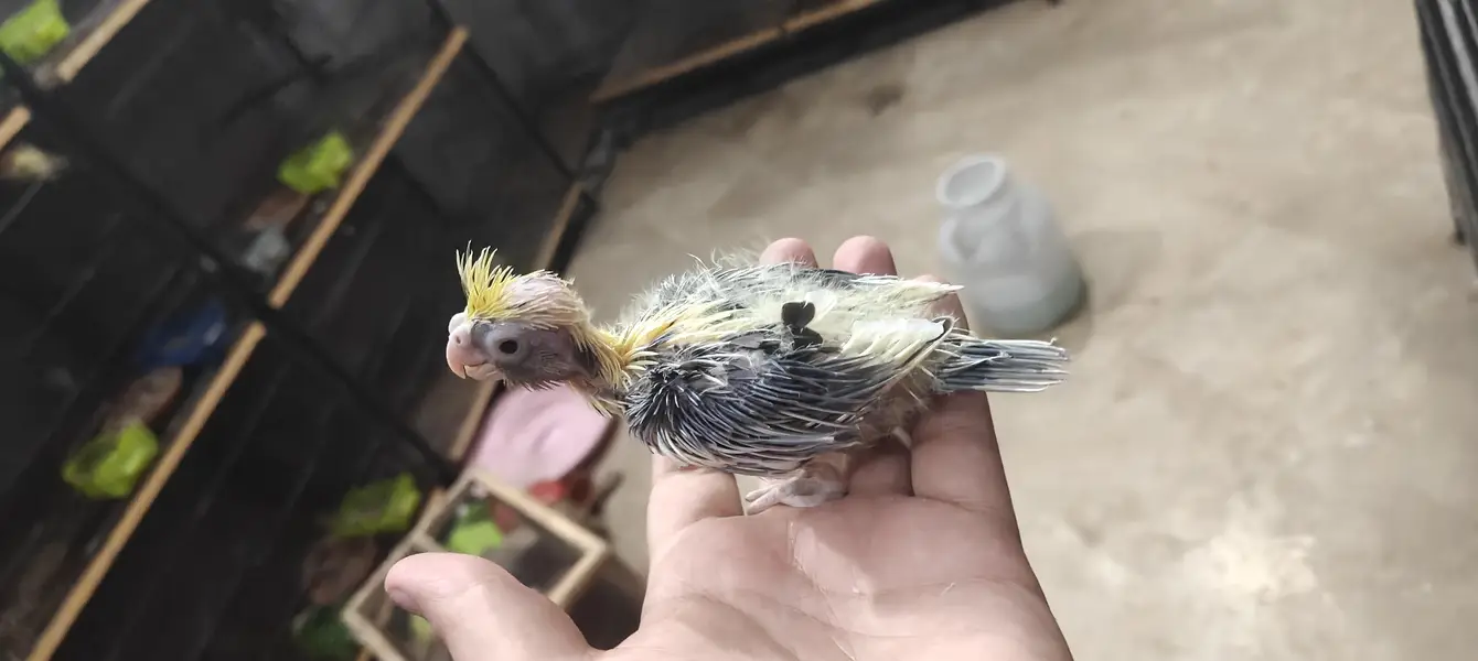 cocktail hand feed chick — photo 7