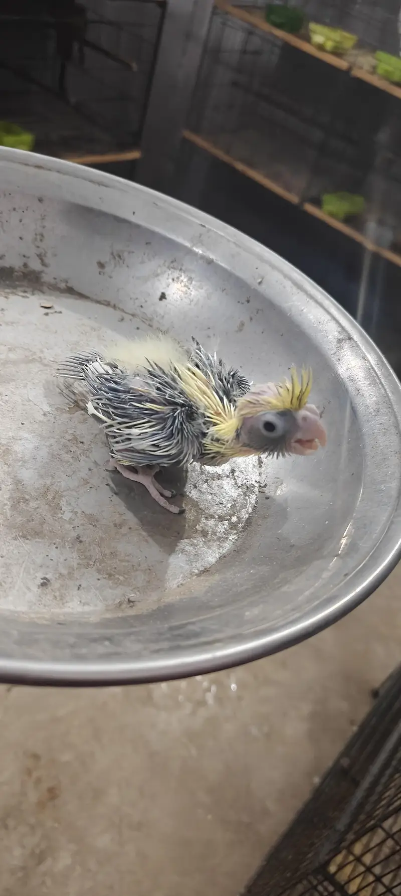 cocktail hand feed chick — photo 8