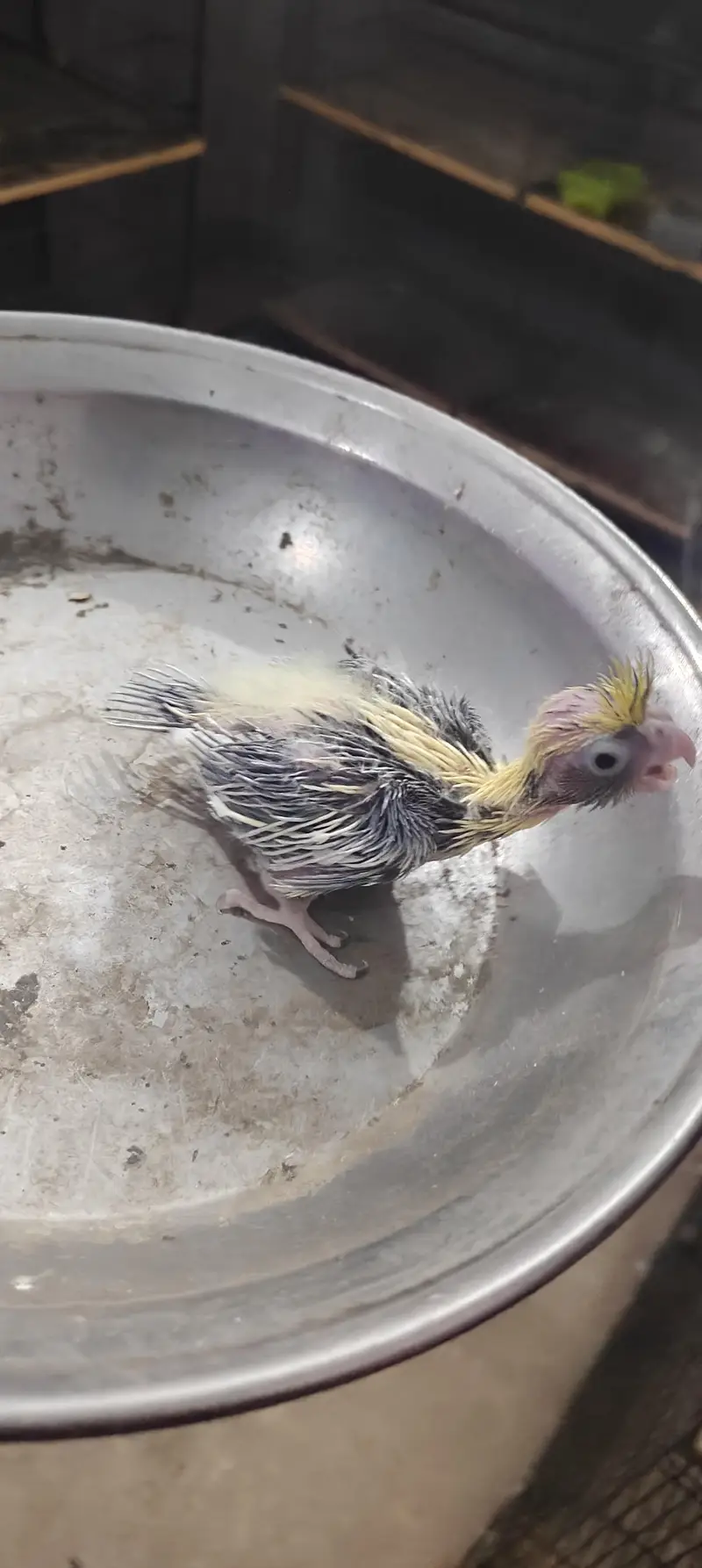 cocktail hand feed chick — photo 9