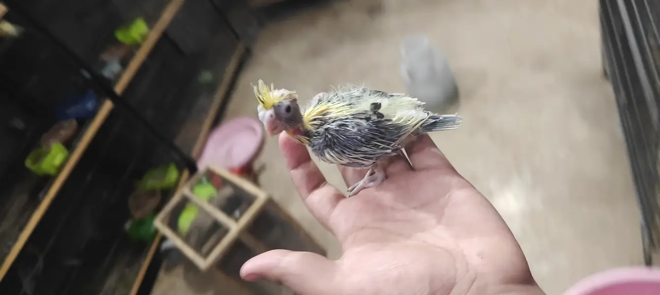 cocktail hand feed chick — photo 10