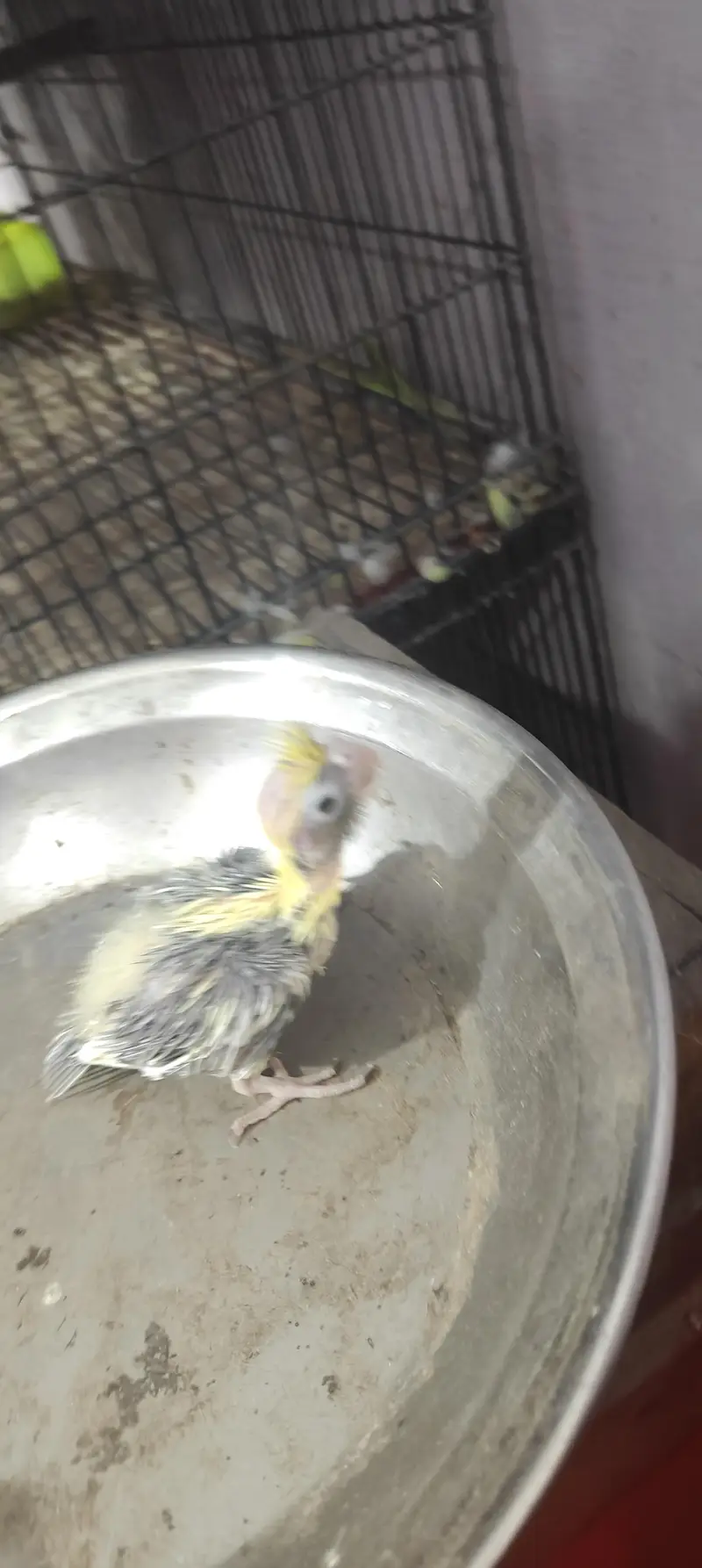 cocktail hand feed chick — photo 11
