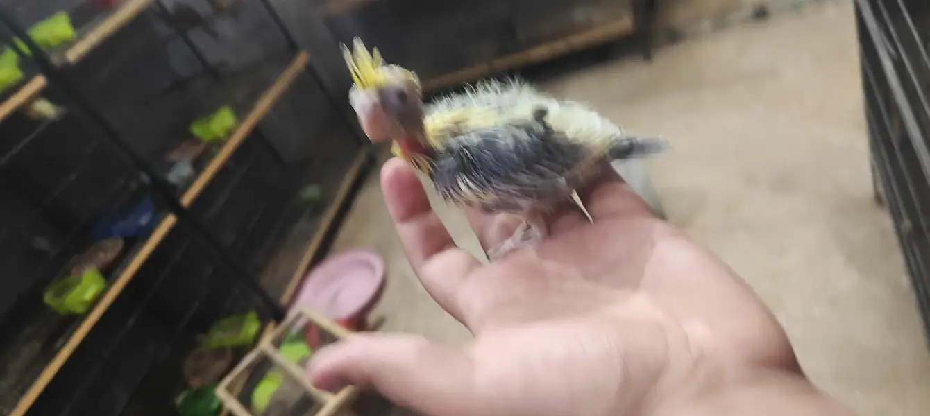 cocktail hand feed chick — photo 12