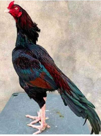 High quality and Pure blood line at very cheap rate