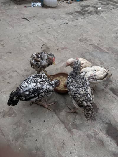 Pure miawali chicks for sale