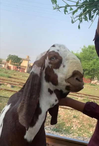 bakri crossing k leye pure  Amrat sari barka
