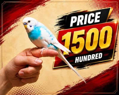 Budgie Parrot 100% Hand Tame