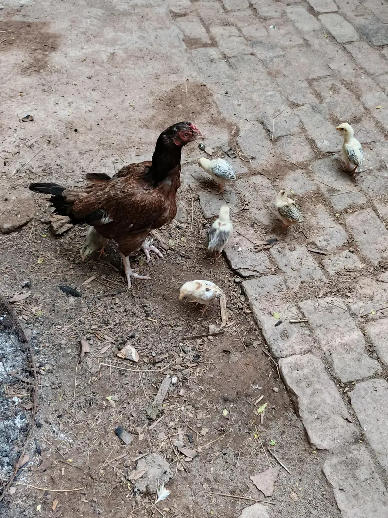 Aseel lakhai madi — photo 2