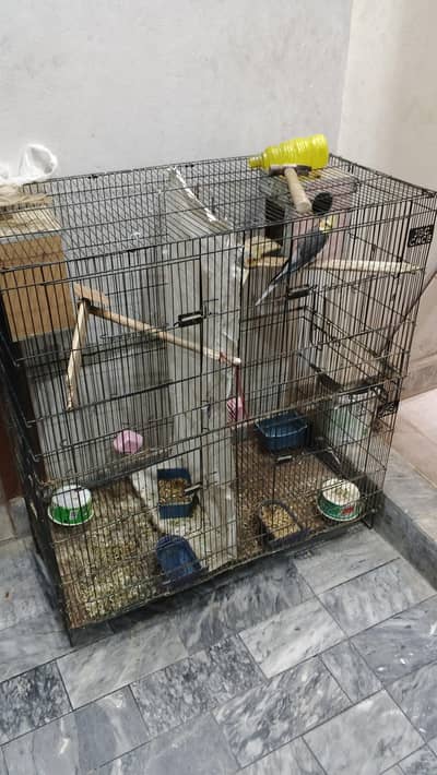cocktail for sale