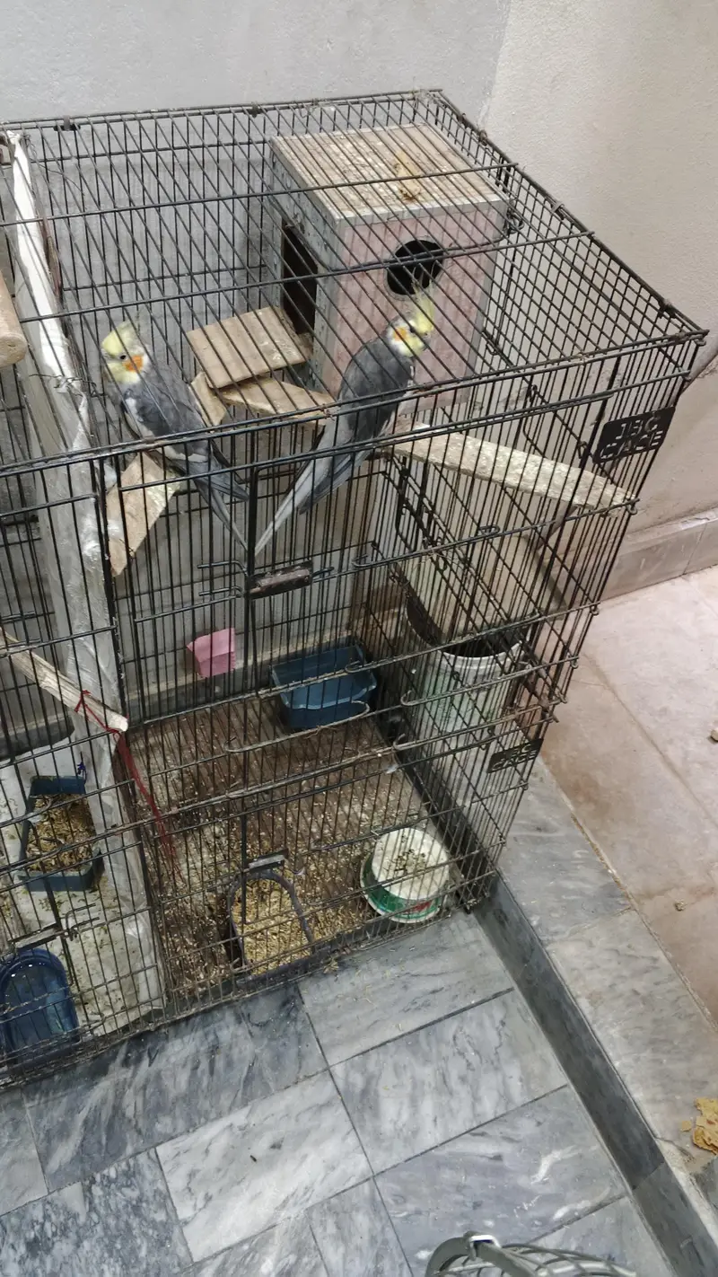 cocktail for sale — photo 4