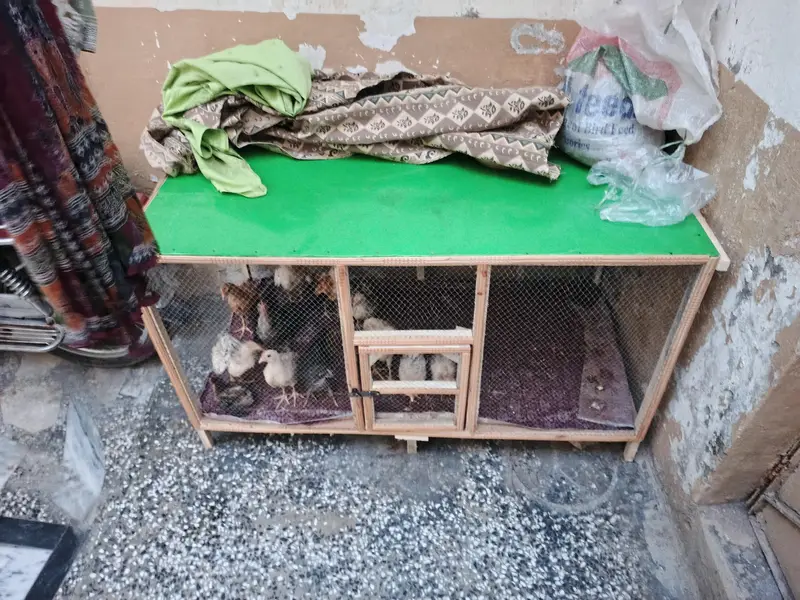 wood cage