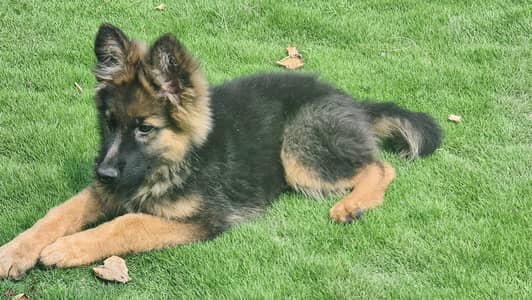 pure German shepherd