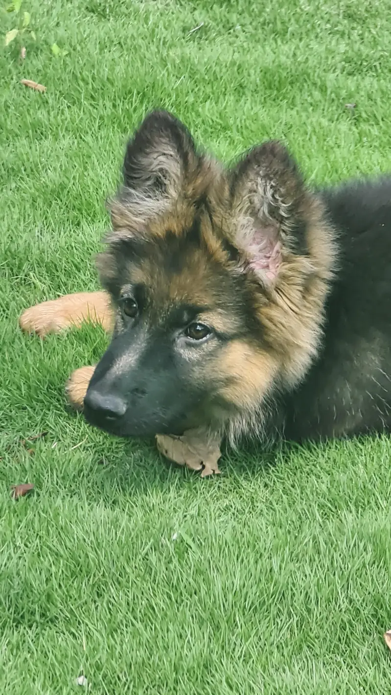 pure German shepherd — photo 2