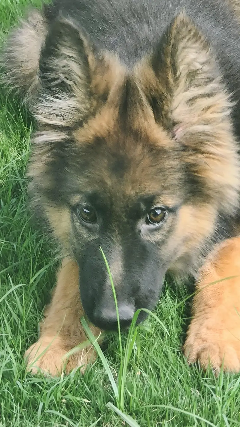 pure German shepherd — photo 3
