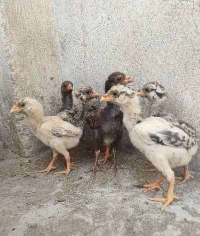 High quality and Pure blood line at very cheap rate