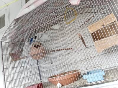 Cage 5*5