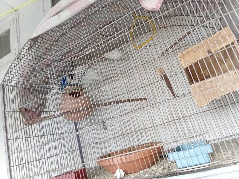 Cage 5*5 0
