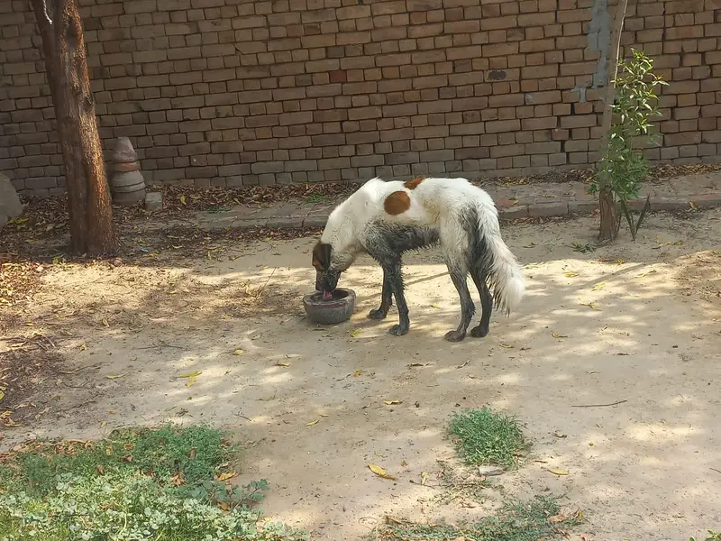 Gaddi Bakarwal Guard Dog for Sale | 11 Months | Faisalabad — photo 2