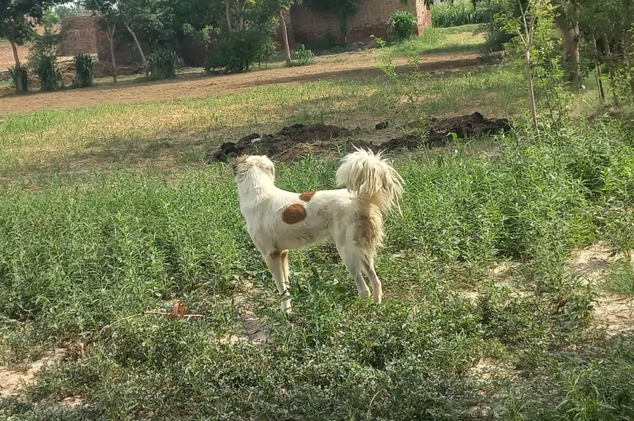 Gaddi Bakarwal Guard Dog for Sale | 11 Months | Faisalabad — photo 3