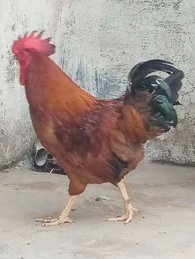 Cock : Murgha