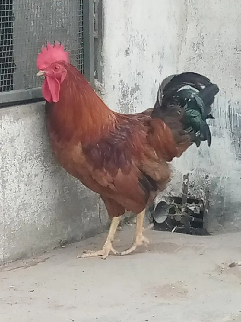 Cock : Murgha — photo 2