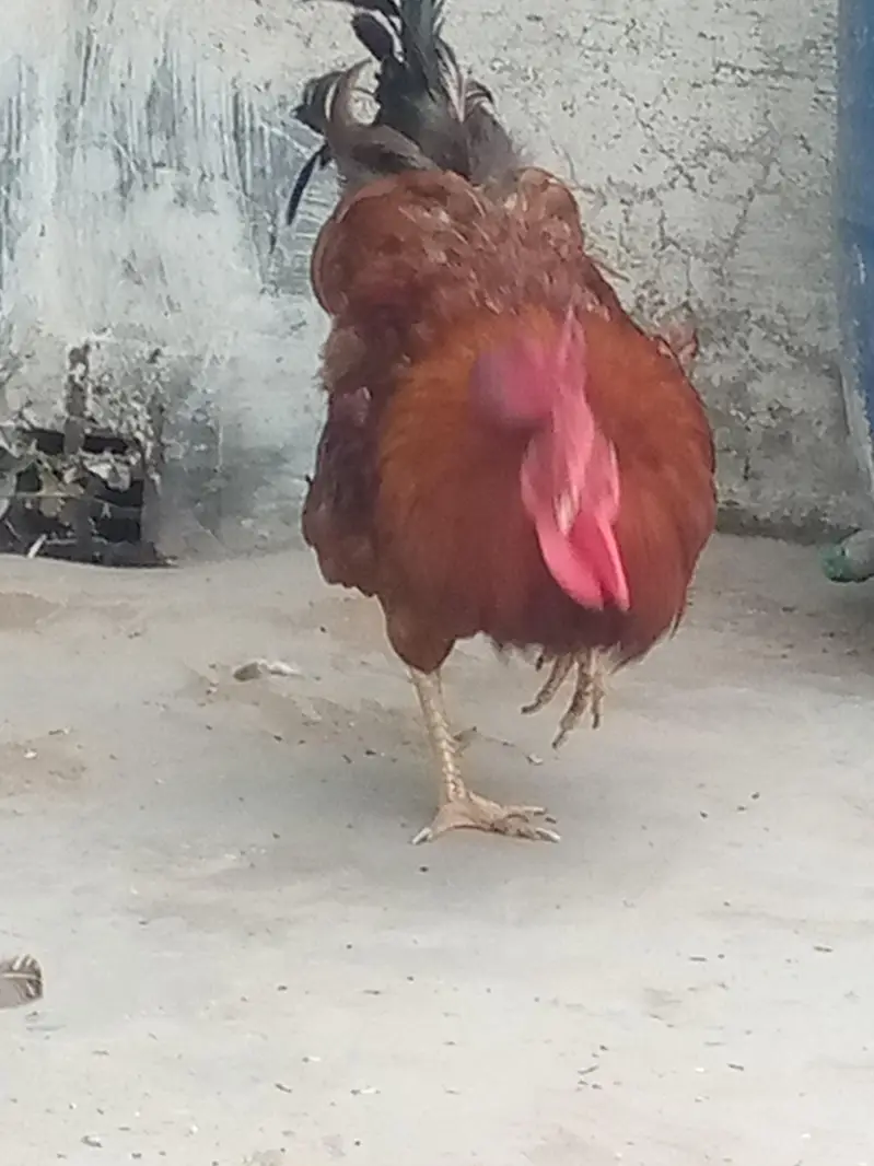 Cock : Murgha — photo 3