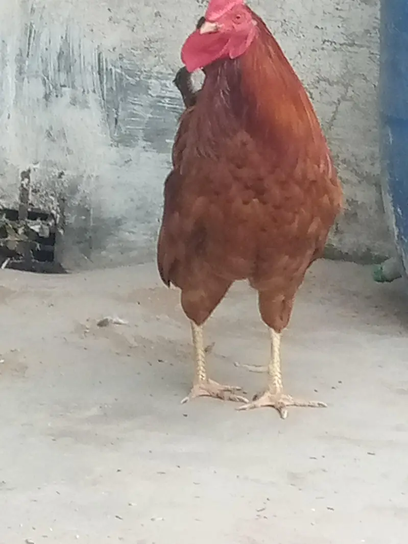 Cock : Murgha — photo 4