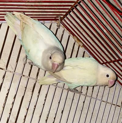 love birds