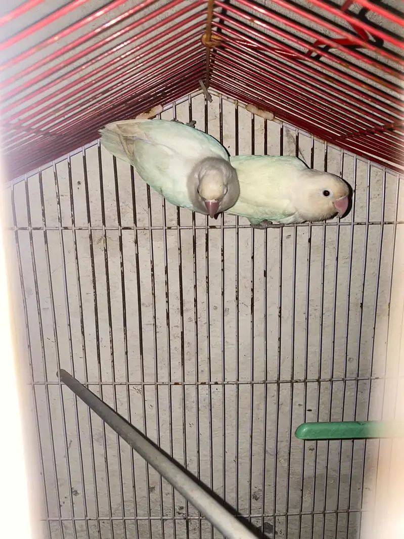love birds — photo 2