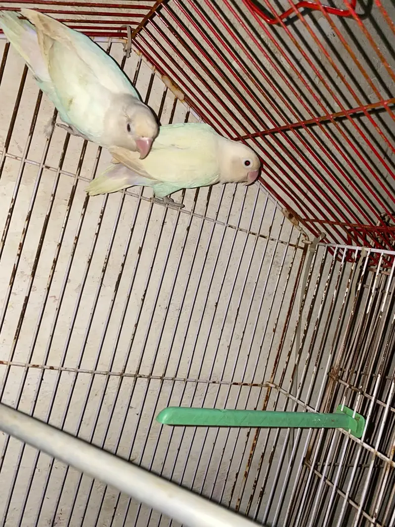 love birds — photo 3
