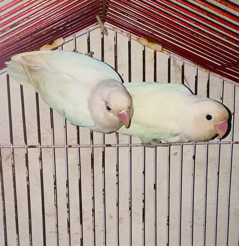 love birds — photo 5