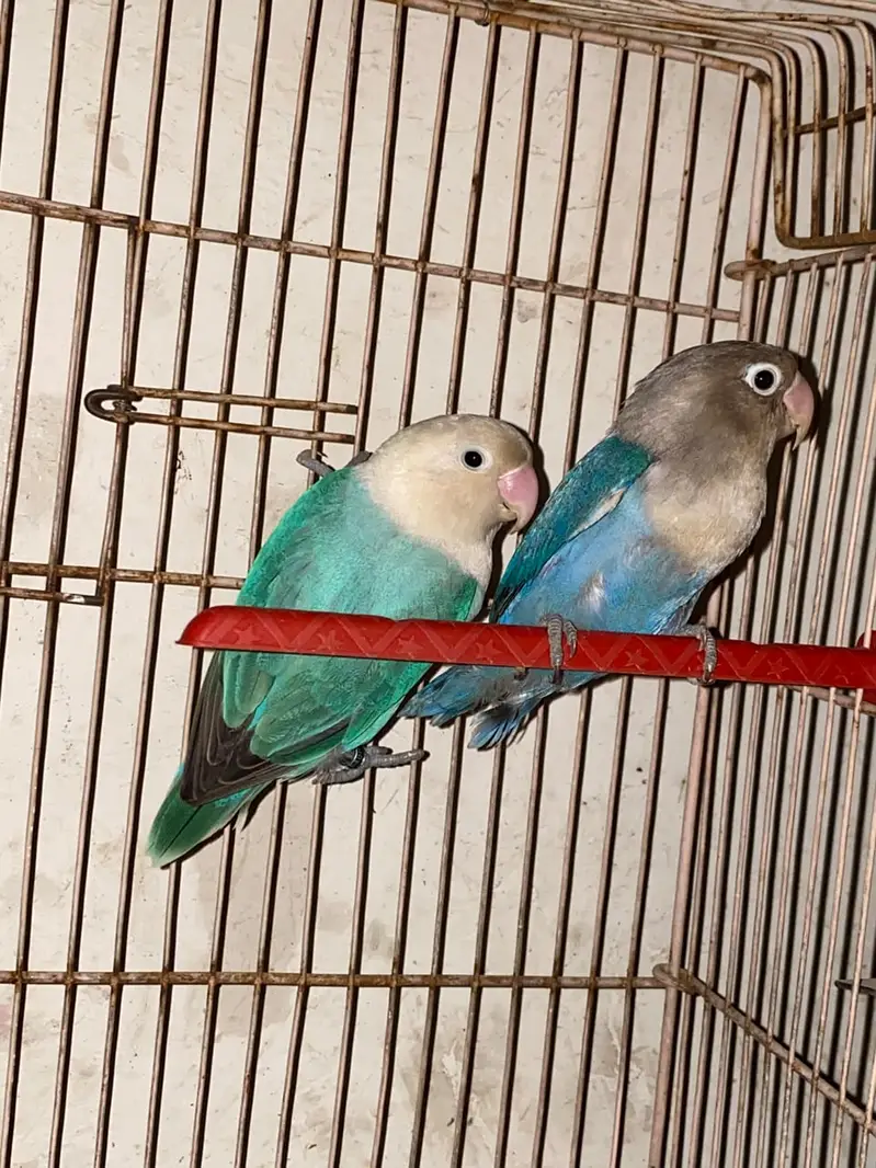 love birds — photo 6