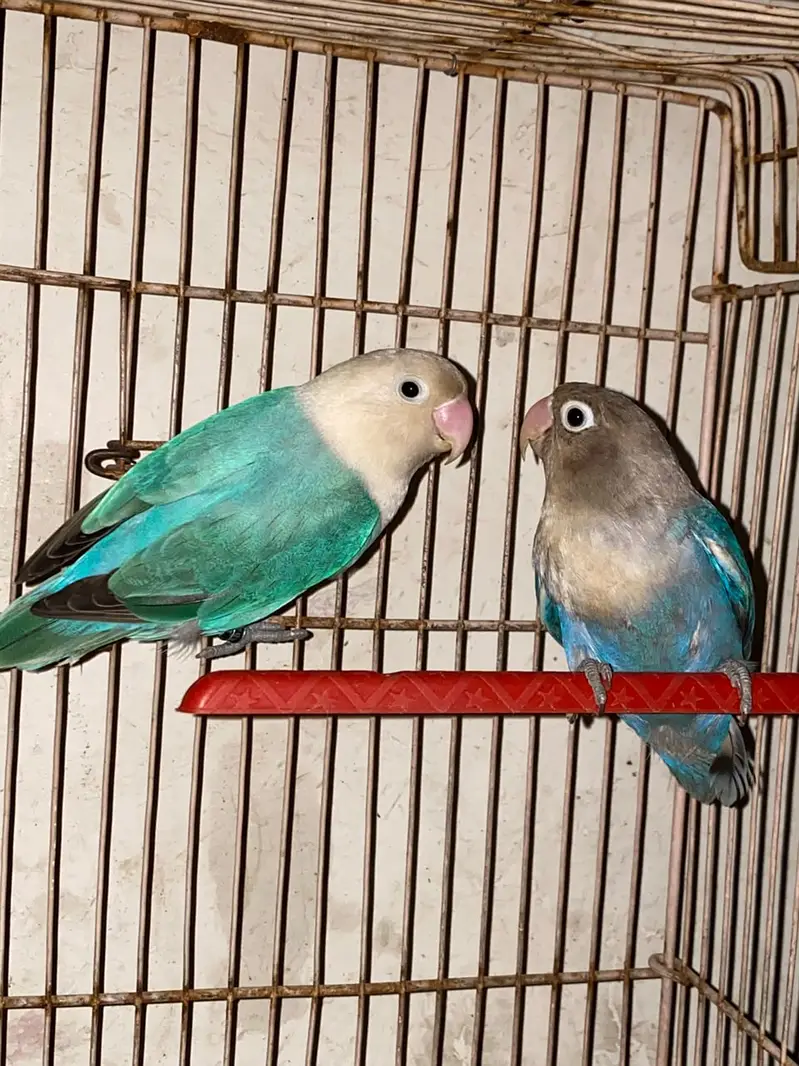 love birds — photo 7
