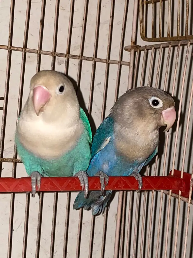 love birds — photo 8