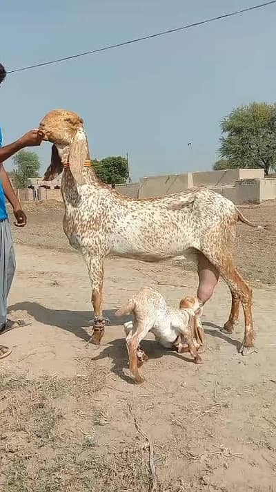 Bakri ka dood available hai 100% pure