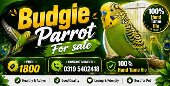 Budgie Parrot For sale 100% Hand Tame