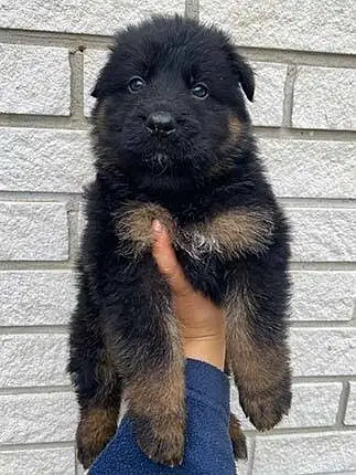 German Shepherd Puppies | GSD | Double , Long Coat |black mask Puppie — photo 2