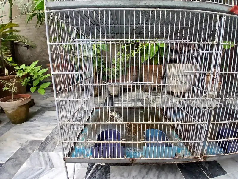 3 portion Bird Cage — photo 5