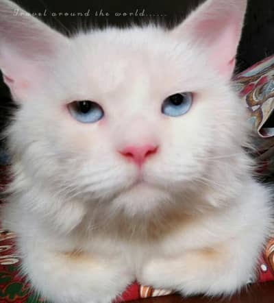 Persian male and female both Available blue eyes white color 3coted