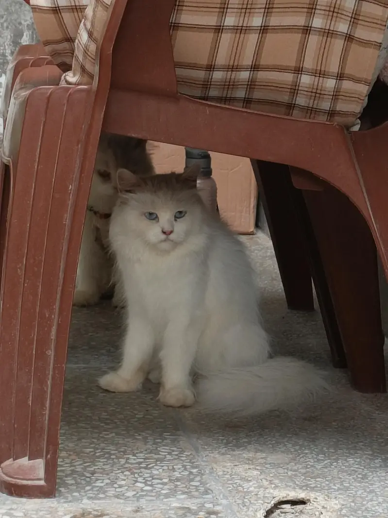 Persian male and female both Available blue eyes white color 3coted — photo 2