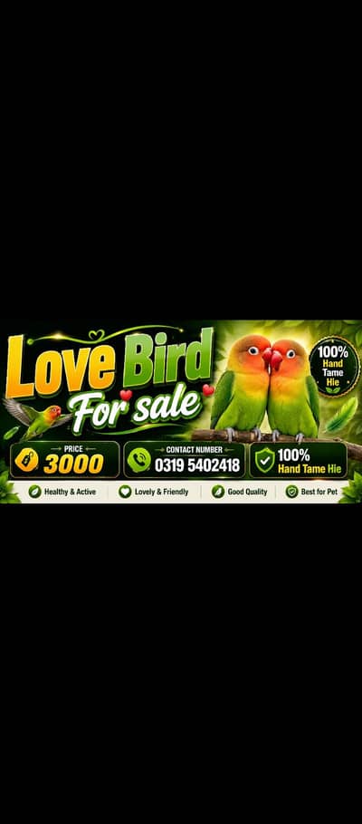 Love Bird For sale 100% Hand Tame Hie