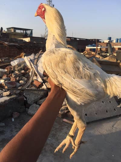 Hira aseel murga # white murga
