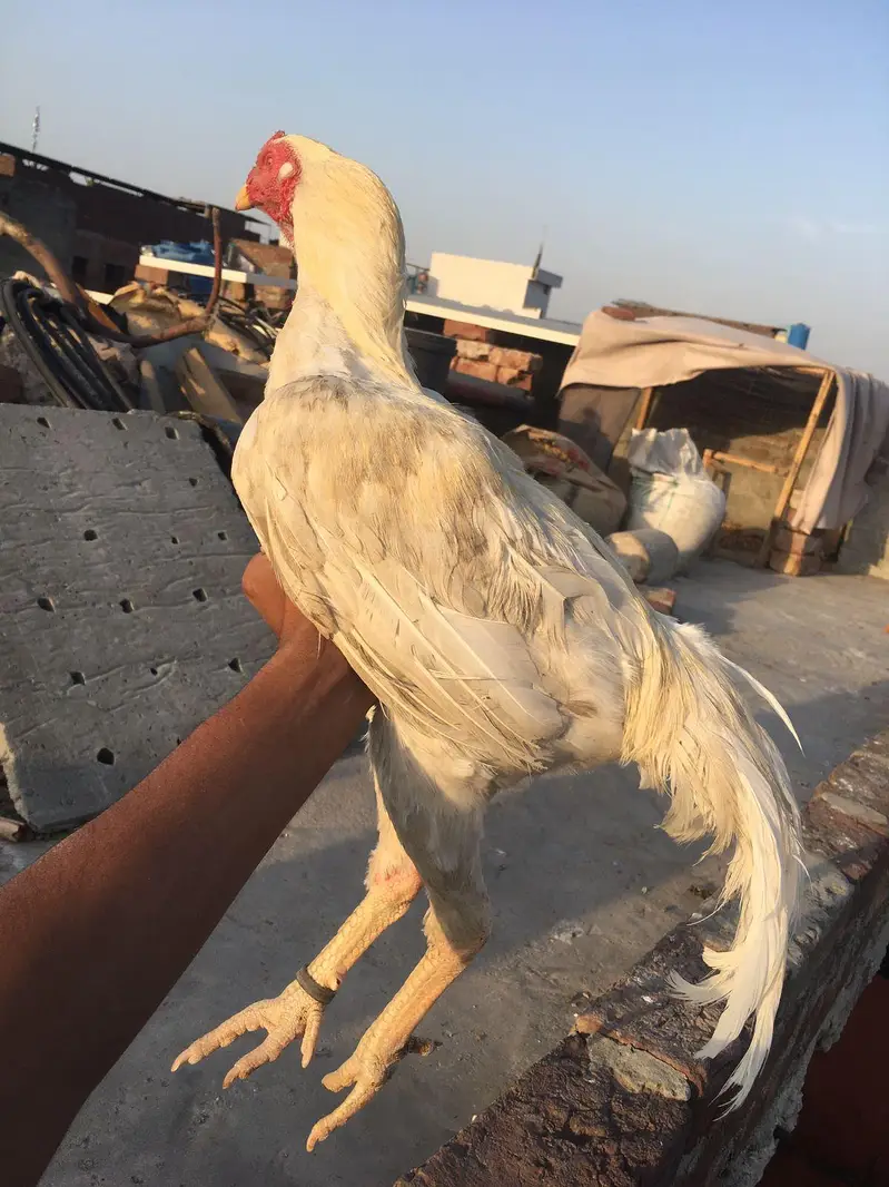 Hira aseel murga # white murga — photo 2